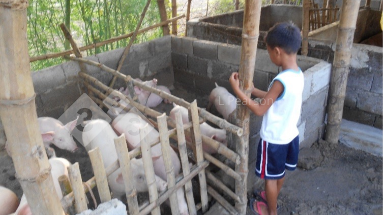 图2：猪饲料必须对猪和人类安全。